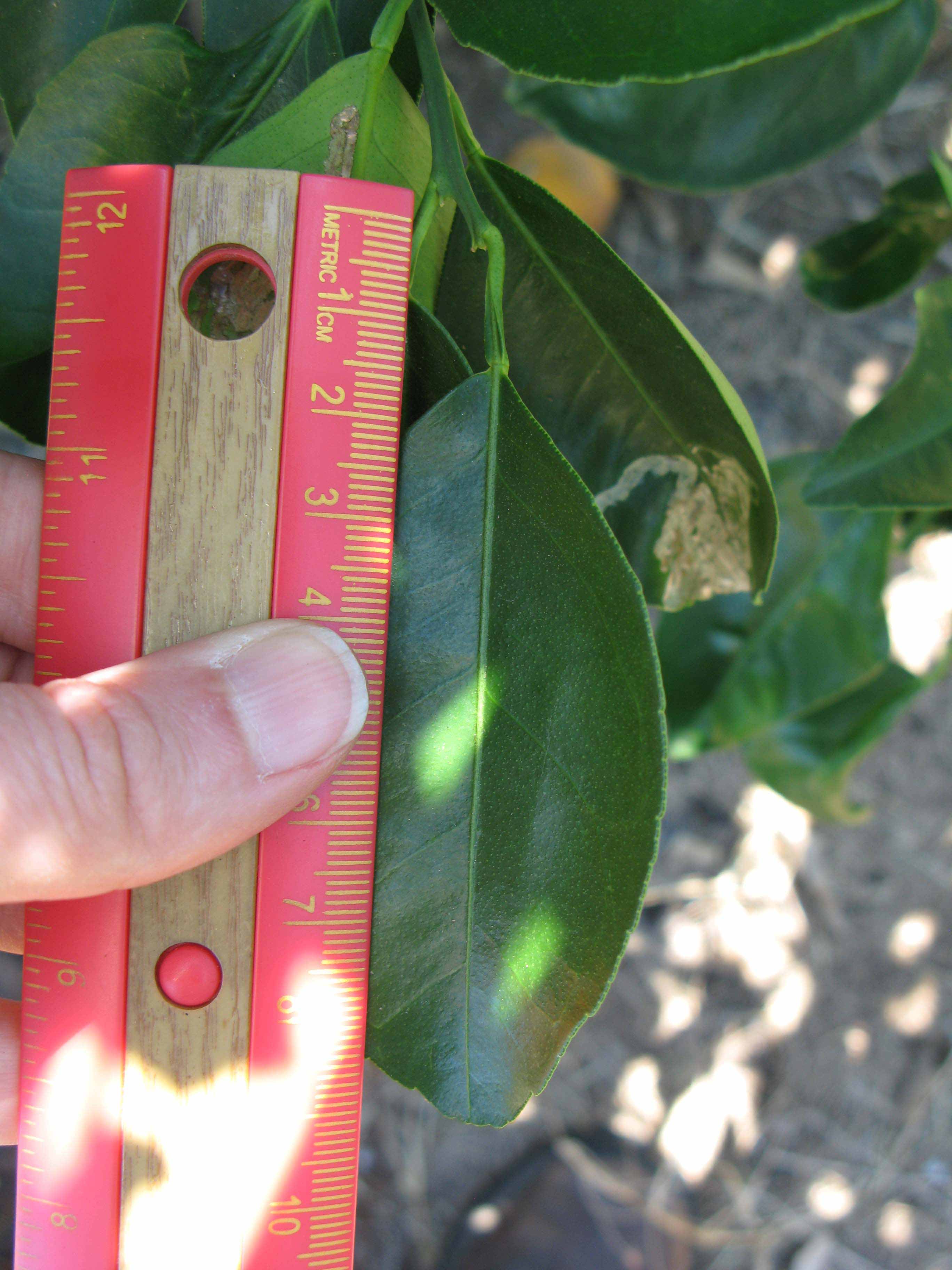              Unifoliolate leaf (Winter Haven, FL)       